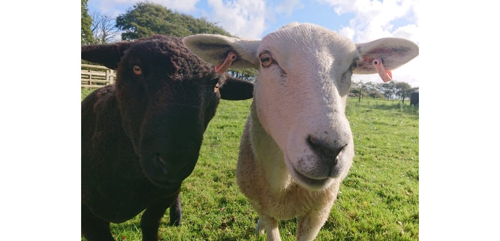 New Lambs Image